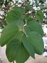 Bauhinia purpurea