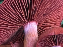 Cortinarius sierraensis