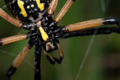 Argiope aurantia