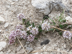 Iberis saxatilis