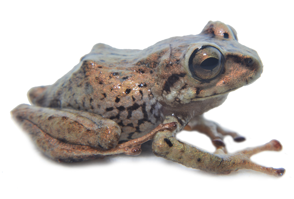 Huicundo Rainfrog
