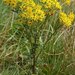 Tansy Ragwort - Photo (c) Christian Fischer, some rights reserved (CC BY-SA)