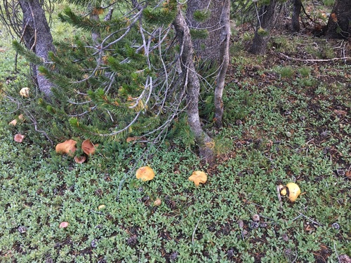 Blue-staining Slippery Jack