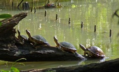 Trachemys venusta