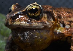 Pristimantis huicundo