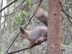 Sciurus vulgaris