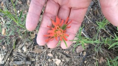 Castilleja montigena