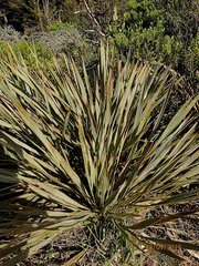 Aciphylla aurea