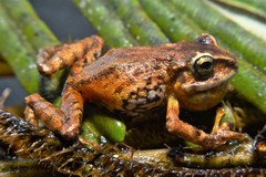 Pristimantis huicundo