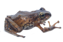 Pristimantis huicundo