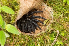 Liphistius malayanus