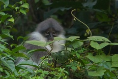 Presbytis siamensis