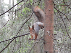 Sciurus vulgaris