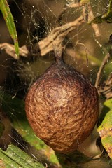 Argiope aurantia