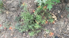 Castilleja montigena