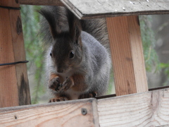 Sciurus vulgaris