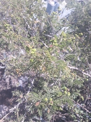 Mimosa quitensis