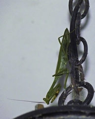 Stagmatoptera septentrionalis