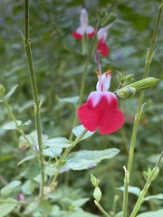 Salvia microphylla microphylla