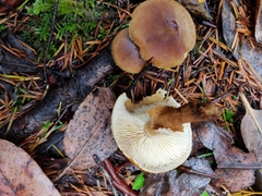 Cystoderma carcharias fallax