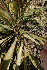 Aciphylla aurea