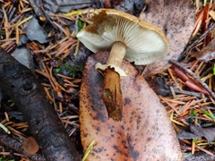 Cystoderma carcharias fallax