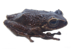 Pristimantis huicundo