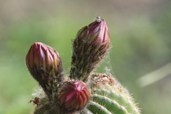 Cactaceae