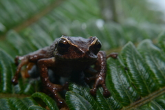 Pristimantis huicundo