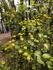 Podanthus ovatifolius