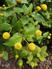 Podanthus ovatifolius