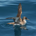 Fluttering Shearwater - Photo (c) Duncan, some rights reserved (CC BY-SA)