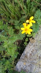 Tagetes zypaquirensis