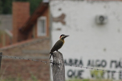 Colaptes melanochloros
