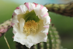 Cactaceae