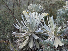 Espeletia pycnophylla