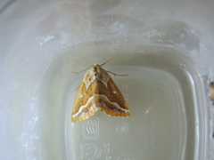 Caripeta angustiorata