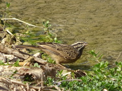 Emberiza tahapisi