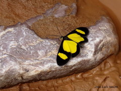 Cyllopoda jatropharia