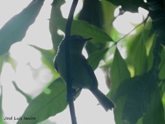 Phylloscartes ventralis