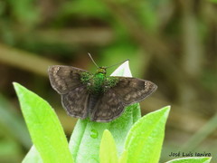 Gorgopas trochilus