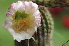 Cactaceae