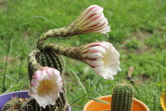 Cactaceae