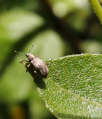 Polydrusus nothofagi