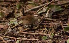 Uropsila leucogastra