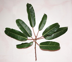 Ficus caulocarpa