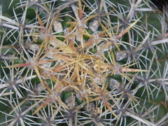 Ferocactus viridescens
