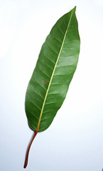 Ficus caulocarpa