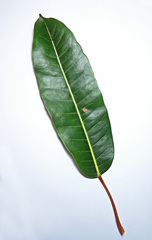 Ficus caulocarpa