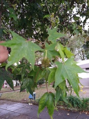 Liquidambar styraciflua